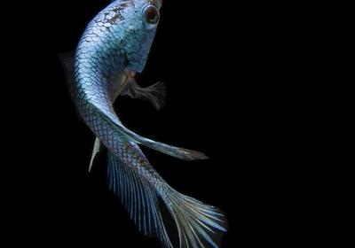 Akvárium sladkovodních ryb