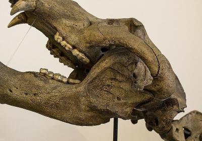 Zaniklý život na Moravě