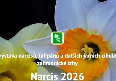 Narcis v Lysé nad Labem 2026