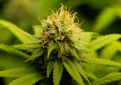 Cannafest v Praze 2025