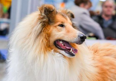 Prague Expo Dog TrioCACIB 2025