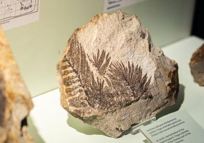 Expedice Národního muzea