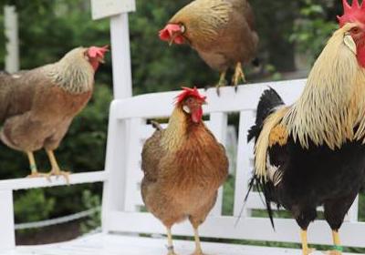 Malý selský dvorek v Národním zemědělském muzeu