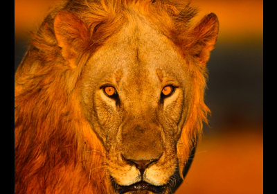 Safari – africká dobrodružství fotografa Petra Slavíka