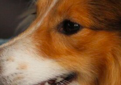 Brněnská národní výstava psů 2025