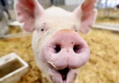 Národní výstava hospodářských zvířat v Brně 2026